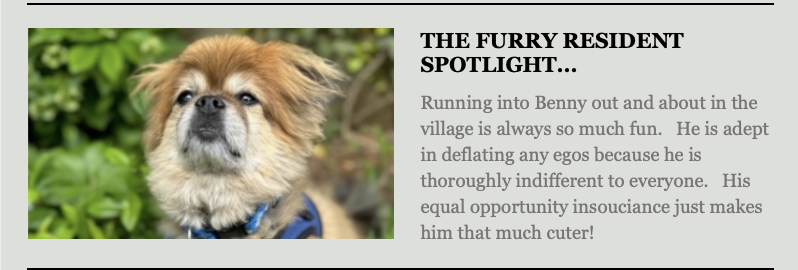 A small, fluffy tan and white dog with a flat face looks up while sitting outside. Green leaves fill the background. Text beside the photo describes the dog's name, Benny, and his indifferent yet charming personality. Fearrington Village